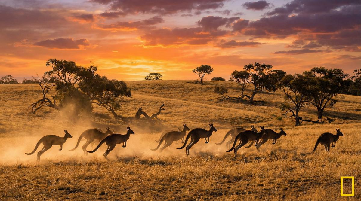 福利导航袋鼠视频