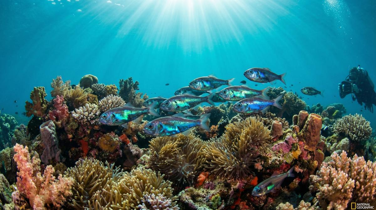 福利导航深海鱼视频