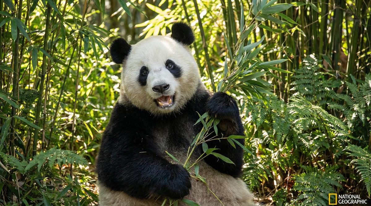 福利导航熊猫视频